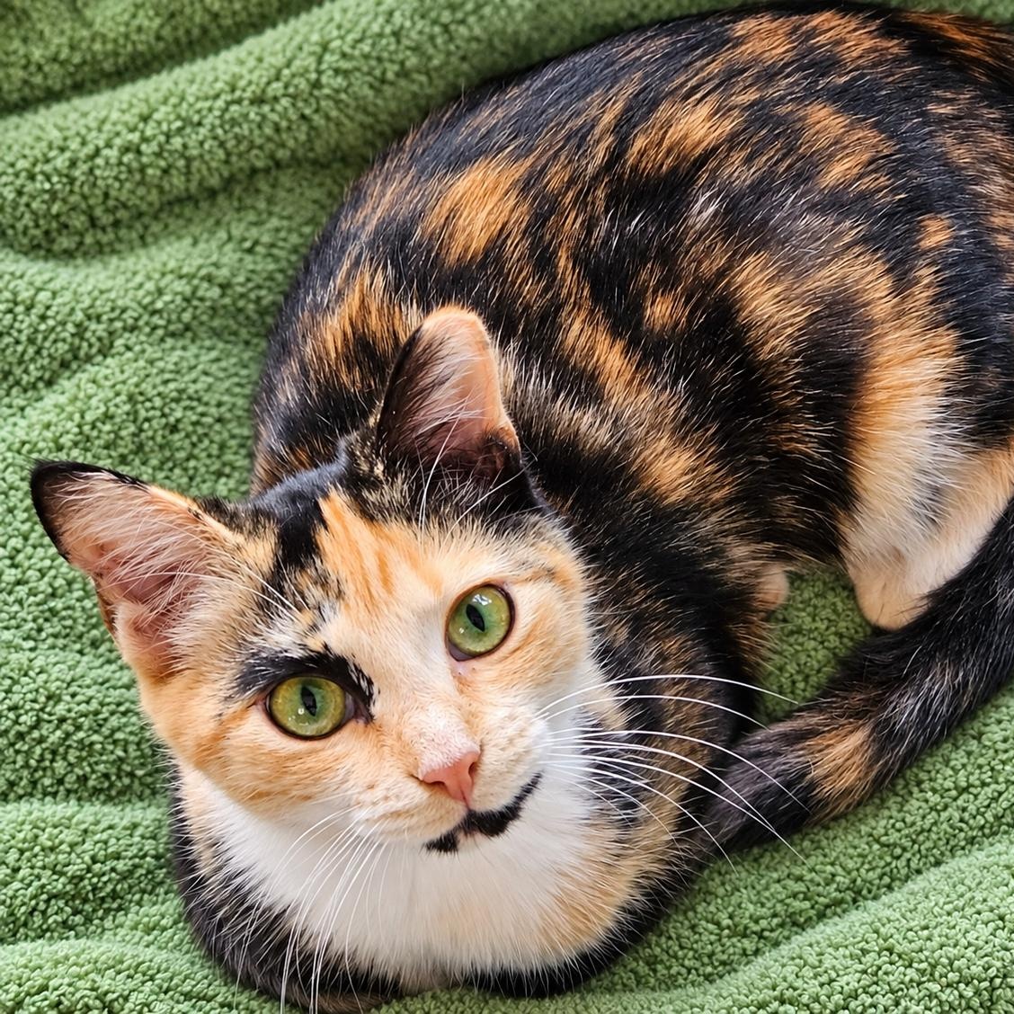 Enlarge America, a Adopted Domestic Short Hair in Charlotte, NC image 5/5