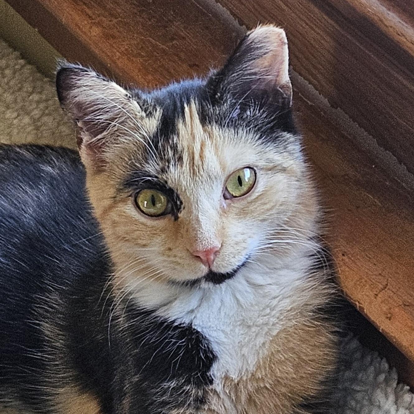 Enlarge America, a Adopted Domestic Short Hair in Charlotte, NC image 3/5