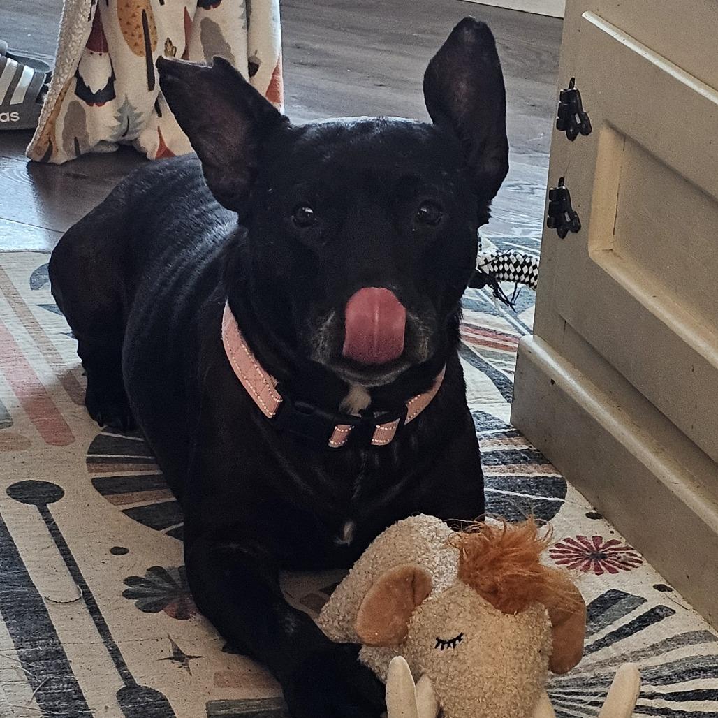 Ace, Adoptable, Senior Male Mixed Breed & Mixed Breed.