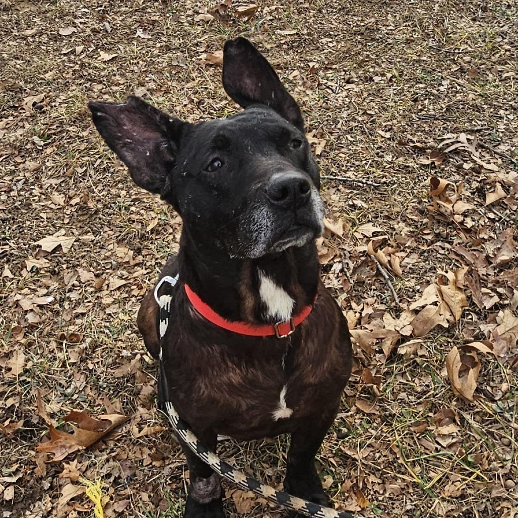 Enlarge Ace, a Adoptable mixed breed in Festus, MO image 2/4