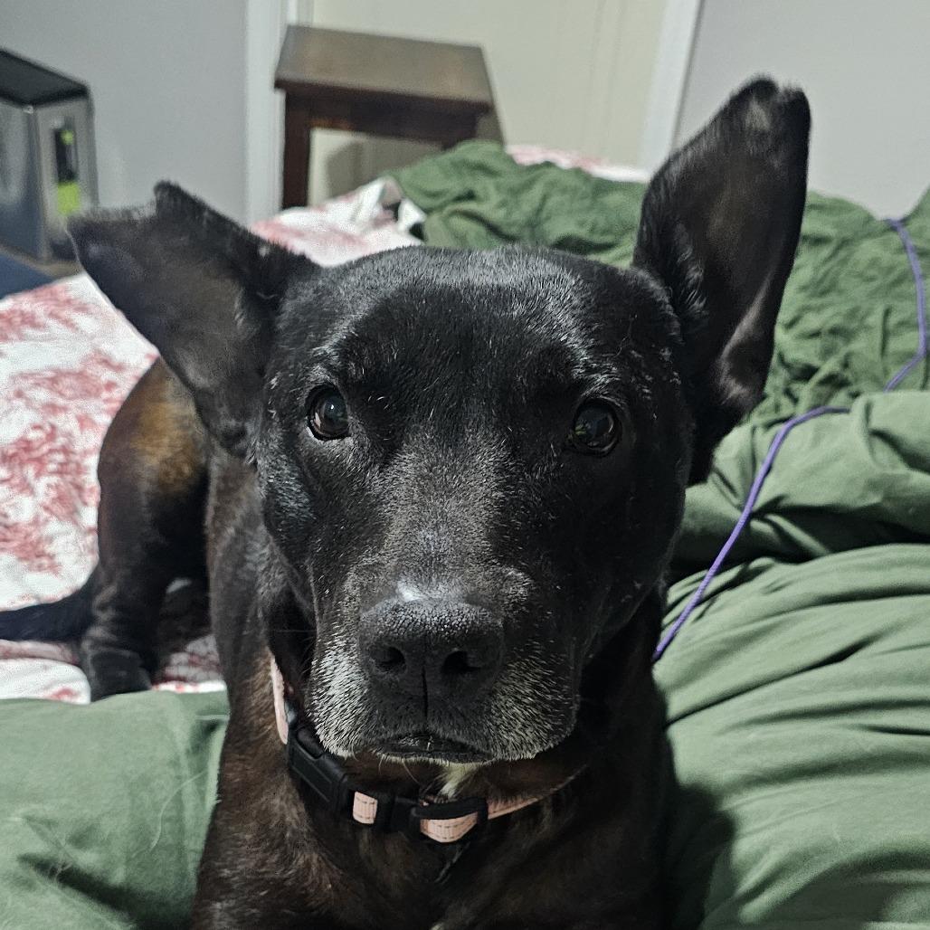 Enlarge Ace, a Adoptable mixed breed in Festus, MO image 4/4