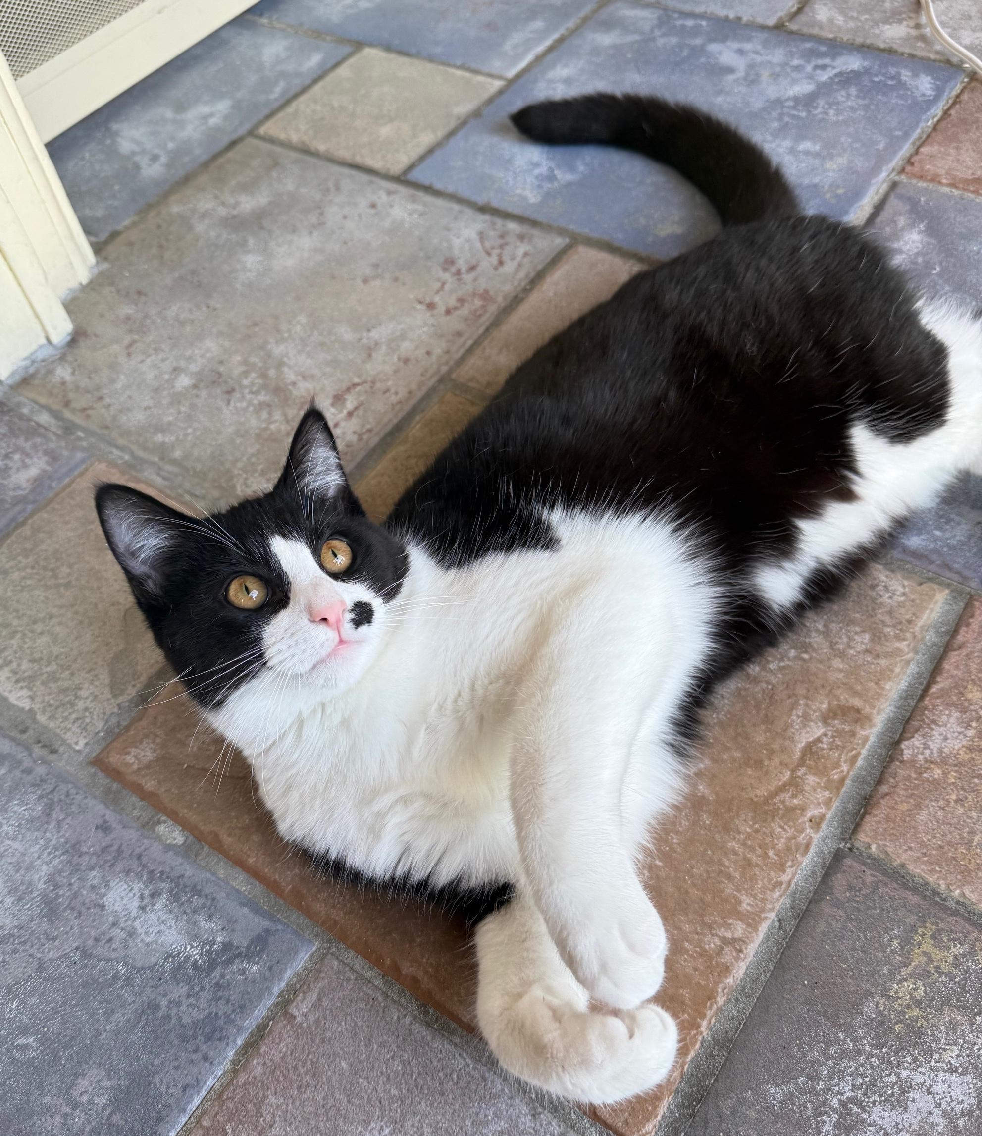 Enlarge Pounce de Leon, an adopted Domestic Short Hair in Sherman Oaks, CA image 2/6