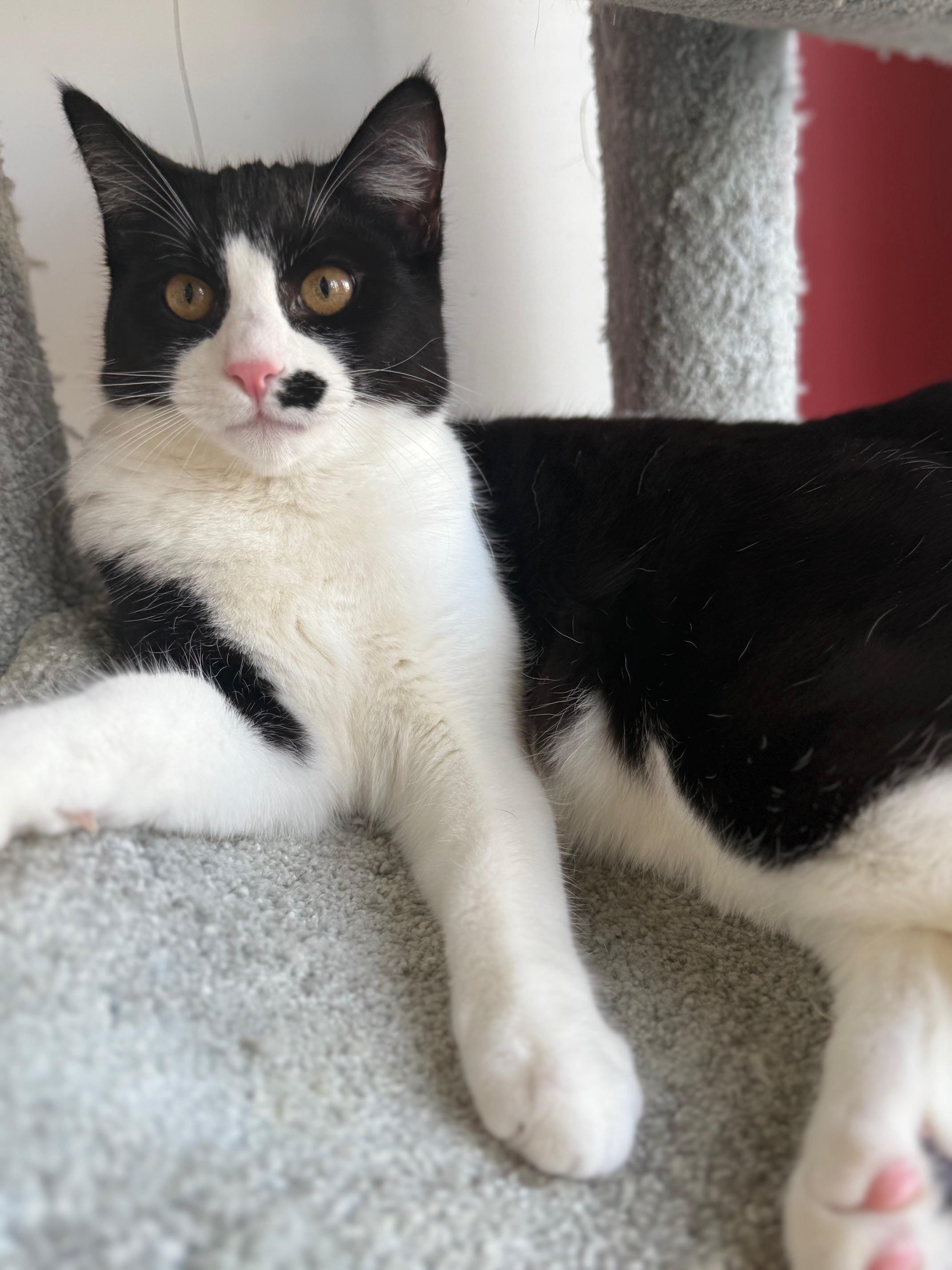 Enlarge Pounce de Leon, an adopted Domestic Short Hair in Sherman Oaks, CA image 4/6