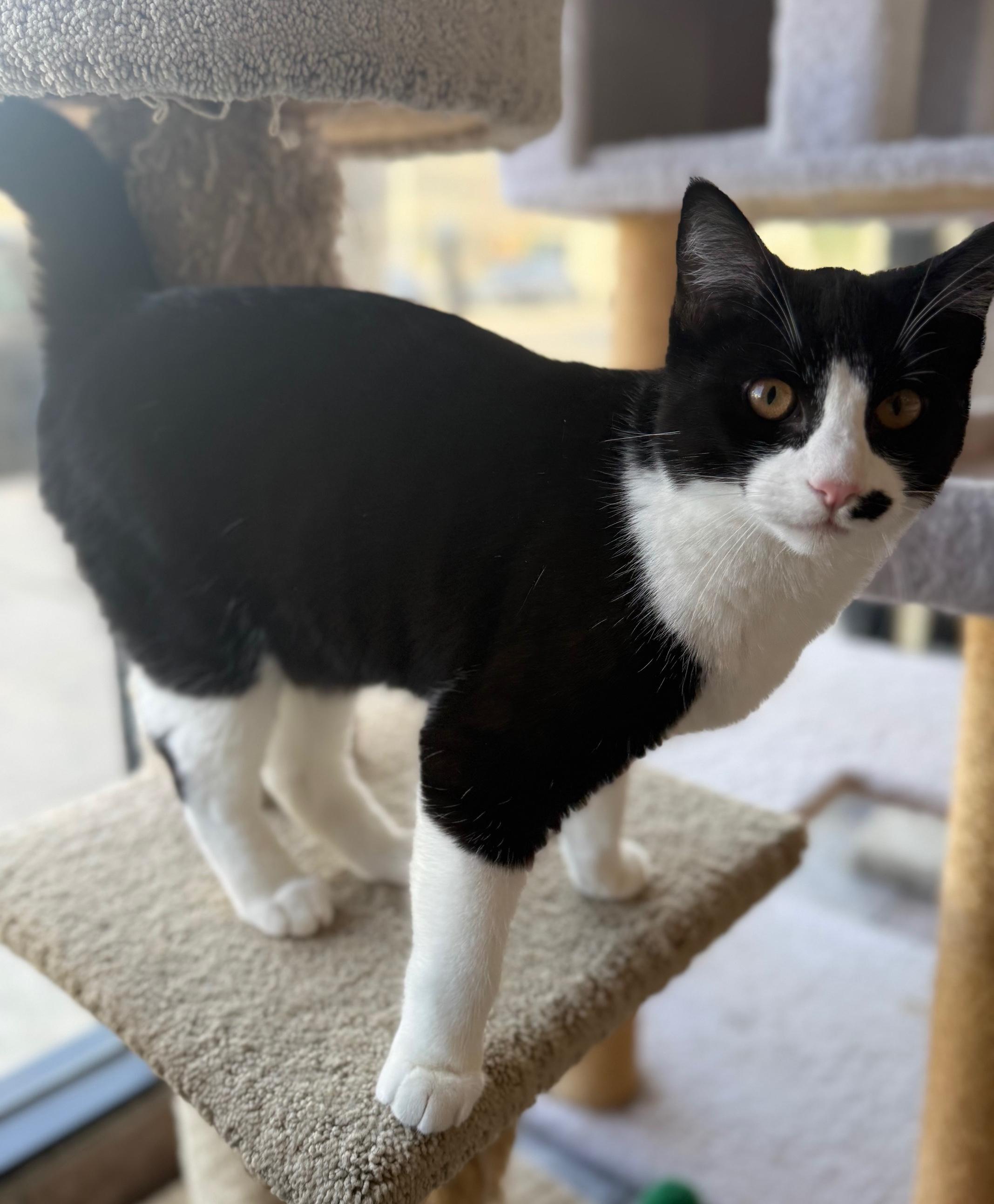 Enlarge Pounce de Leon, an adopted Domestic Short Hair in Sherman Oaks, CA image 3/6