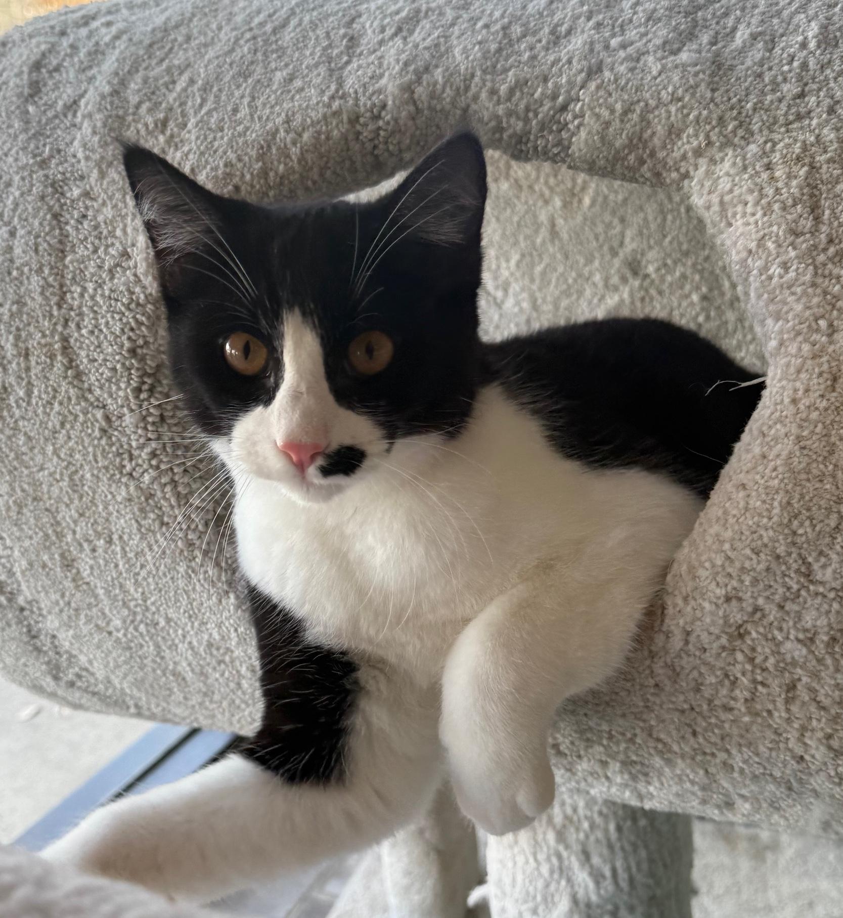 Enlarge Pounce de Leon, an adopted Domestic Short Hair in Sherman Oaks, CA image 1/6