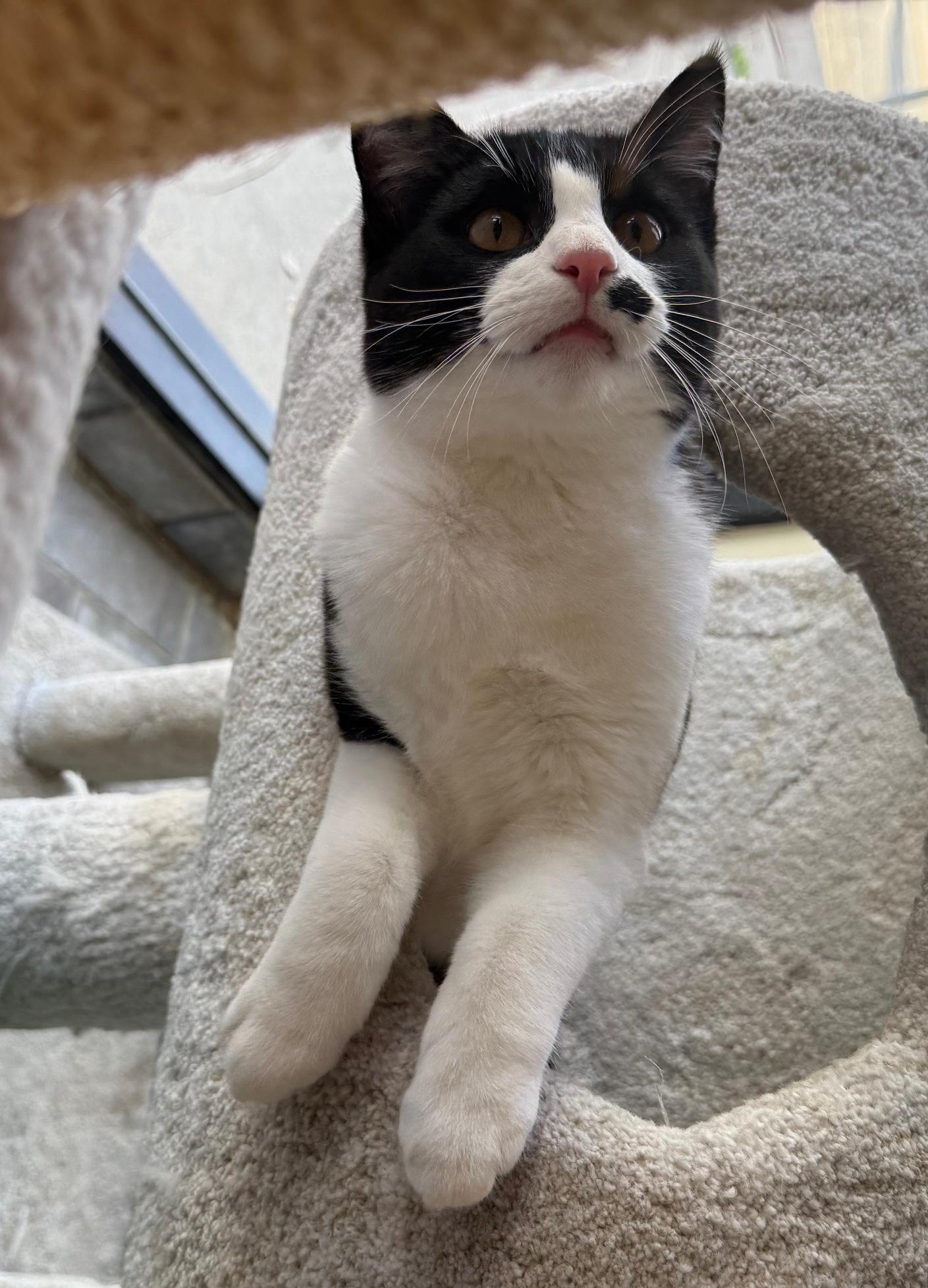 Enlarge Pounce de Leon, an adopted Domestic Short Hair in Sherman Oaks, CA image 5/6