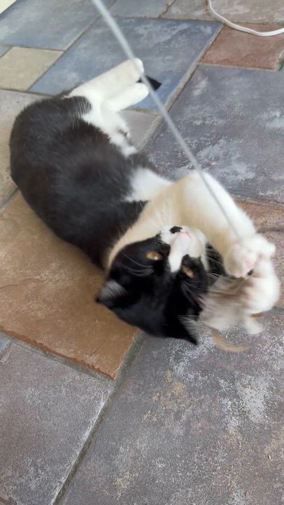 Enlarge Pounce de Leon, an adopted Domestic Short Hair in Sherman Oaks, CA video 6/6