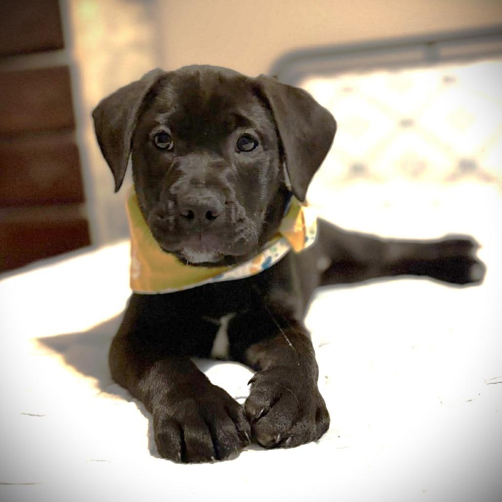 Sandy (Layla add pic), Adoptable, Puppy Female Black Labrador Retriever & Shepherd.