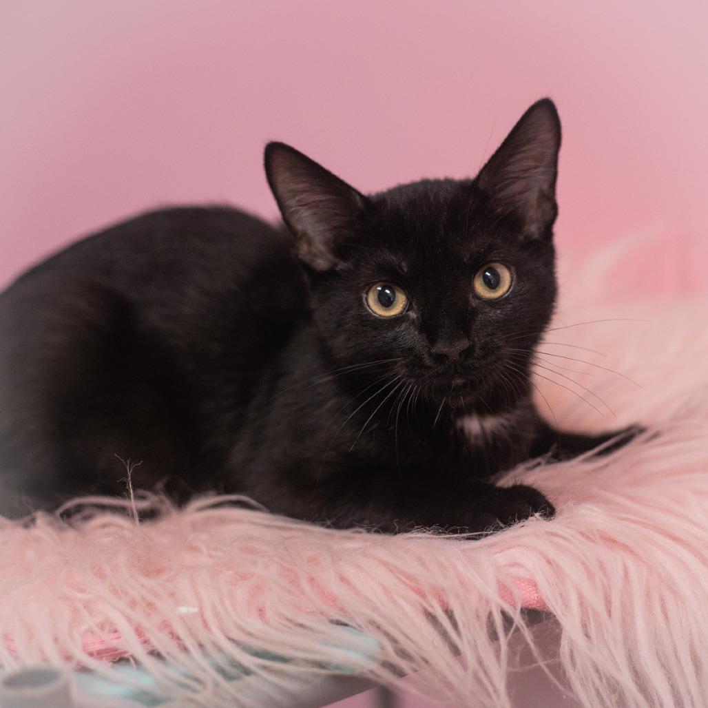 Enlarge Zayden, a Adoptable Domestic Short Hair in St. Augustine, FL image 1/2