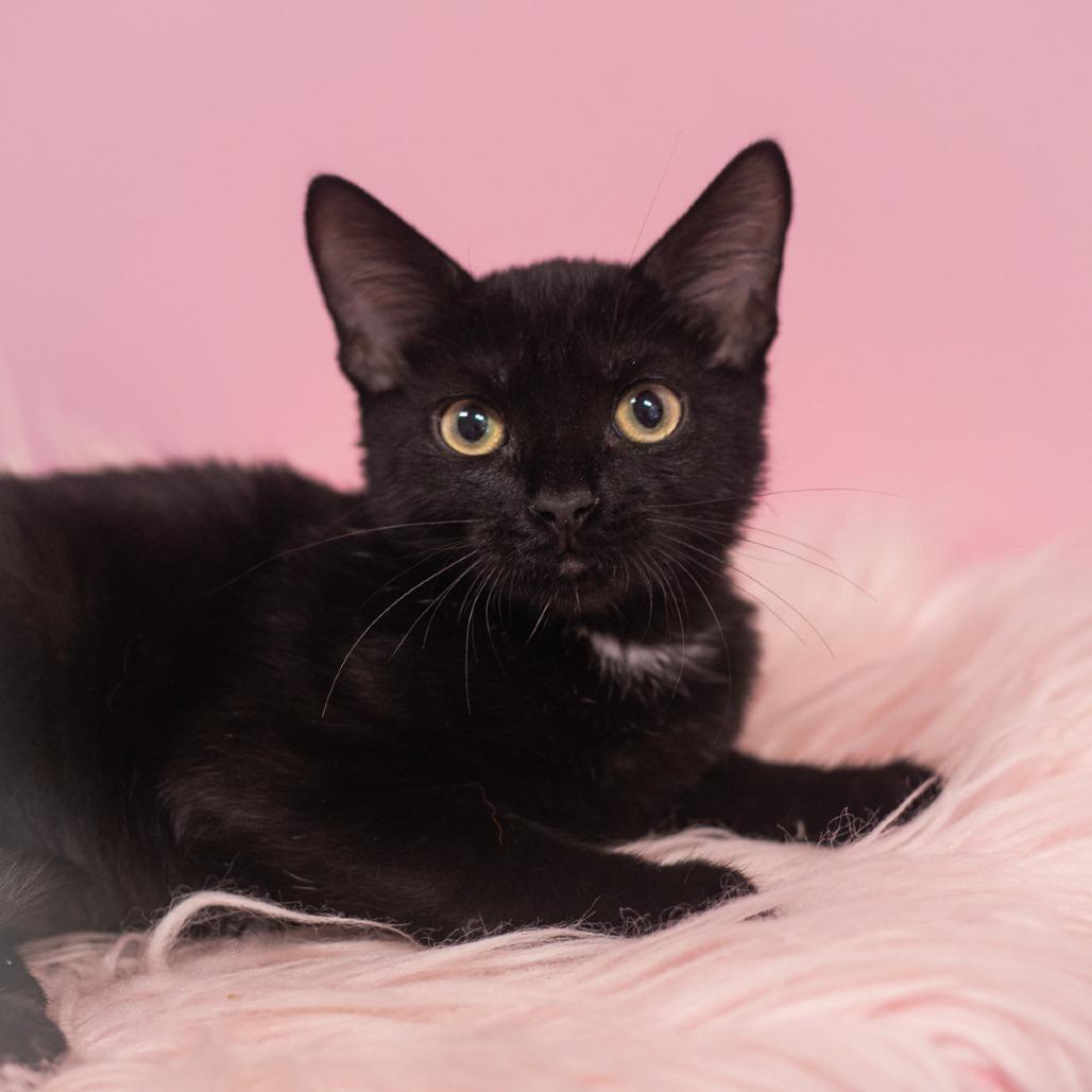Enlarge Zayden, a Adoptable Domestic Short Hair in St. Augustine, FL image 2/2