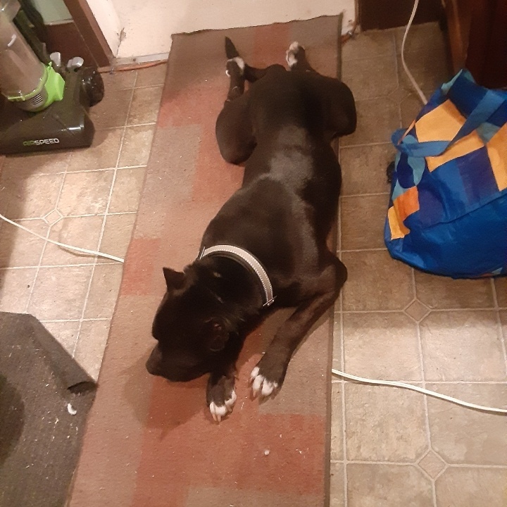 Bruce Wayne “Batman” – check out his ears! Handsome & Smart!! Fostered in Claremont, NH, a Adoptable mixed breed in Newport, NH image 5/6