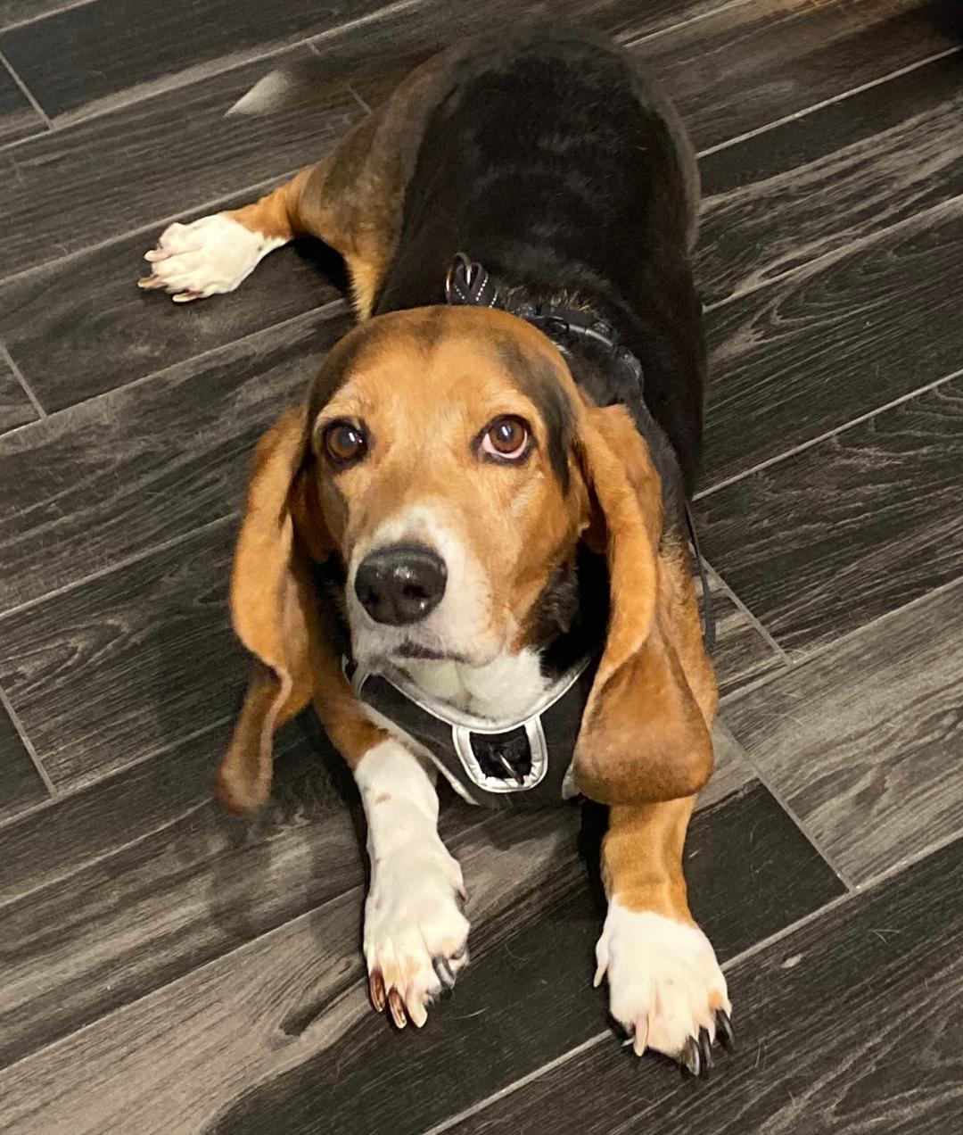 Ellie Mae, adopted, Adult Female Basset Hound.