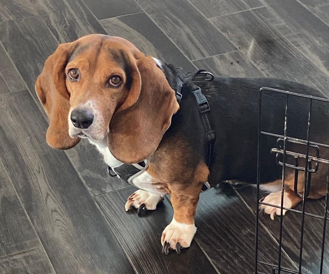 Ellie Mae, an adopted Basset Hound in Auburndale, FL image 2/2