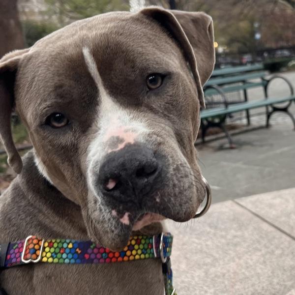 Enlarge Obie, a Adoptable mixed breed in New York, NY image 1/6