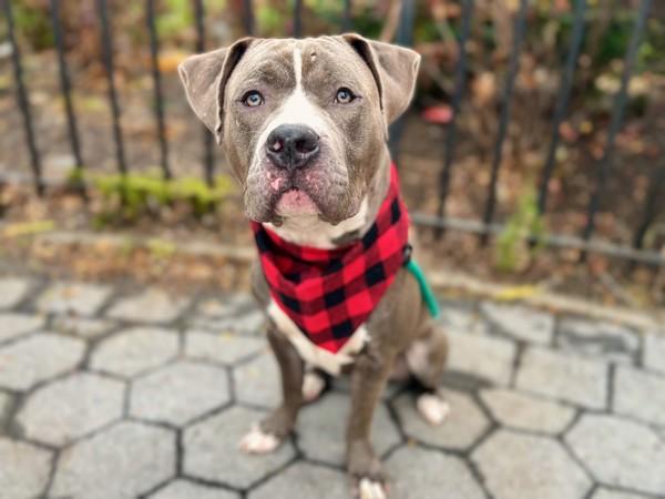 Enlarge Obie, a Adoptable mixed breed in New York, NY image 2/6