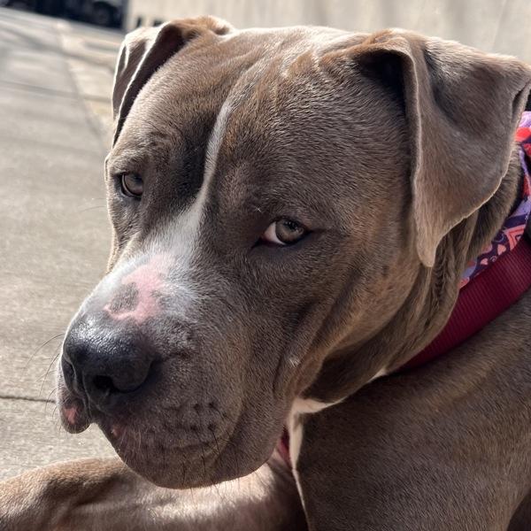 Enlarge Obie, a Adoptable mixed breed in New York, NY image 3/6