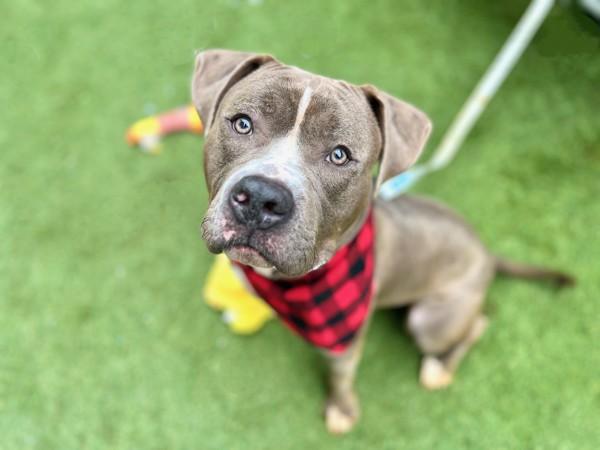 Obie, Adoptable, Adult Male Mixed Breed.