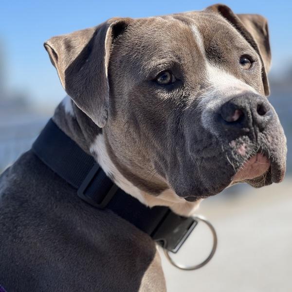 Enlarge Obie, a Adoptable mixed breed in New York, NY image 4/6