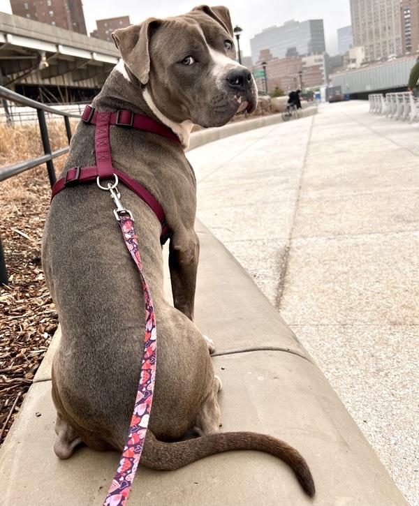 Enlarge Obie, a Adoptable mixed breed in New York, NY image 6/6