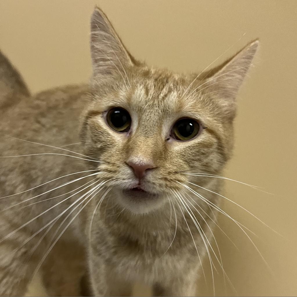 Nutmeg, Adoptable, Adult Female Domestic Short Hair.