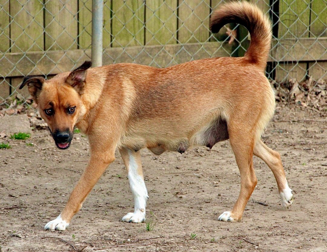 Lilibeth, a Adoptable mixed breed in Amston, CT image 2/12