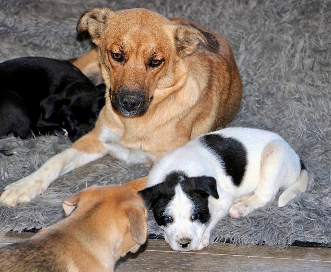 Lilibeth, a Adoptable mixed breed in Amston, CT image 3/12