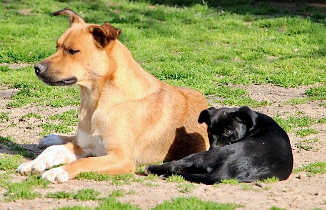 Lilibeth, a Adoptable mixed breed in Amston, CT image 6/12