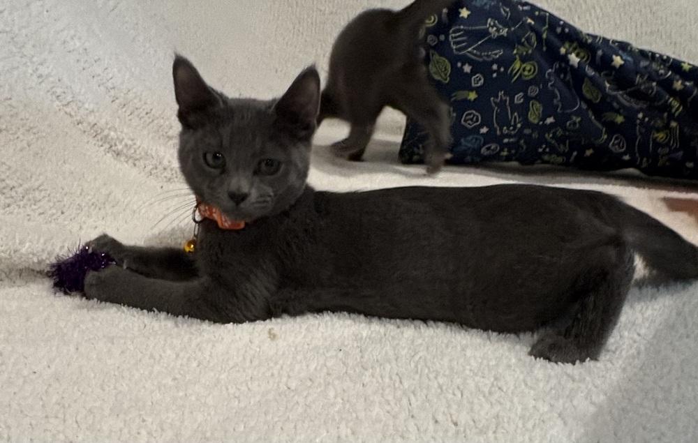 Enlarge Pop, a Adoptable Domestic Short Hair in Plymouth, MN image 1/6