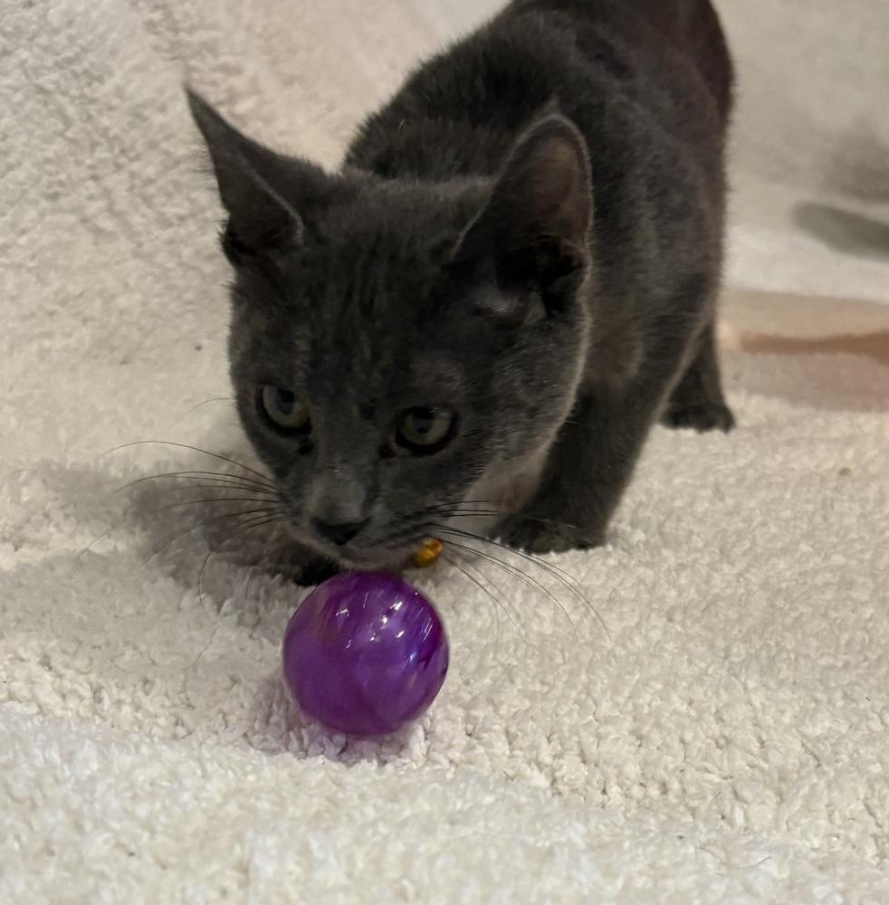 Enlarge Pop, a Adoptable Domestic Short Hair in Plymouth, MN image 2/6