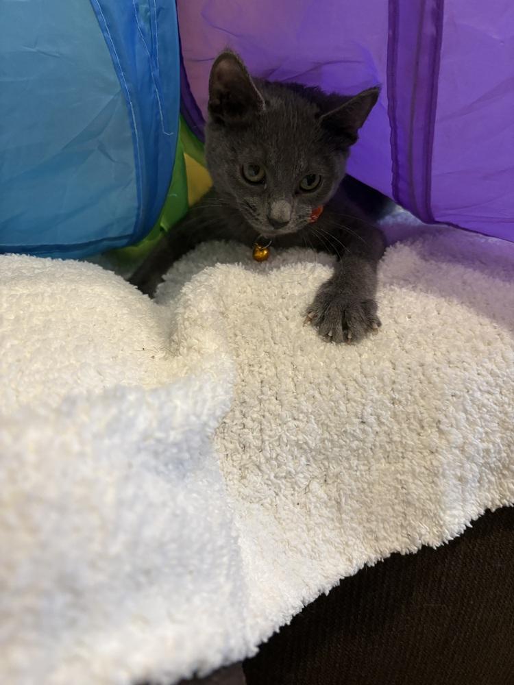 Enlarge Pop, a Adoptable Domestic Short Hair in Plymouth, MN image 3/6
