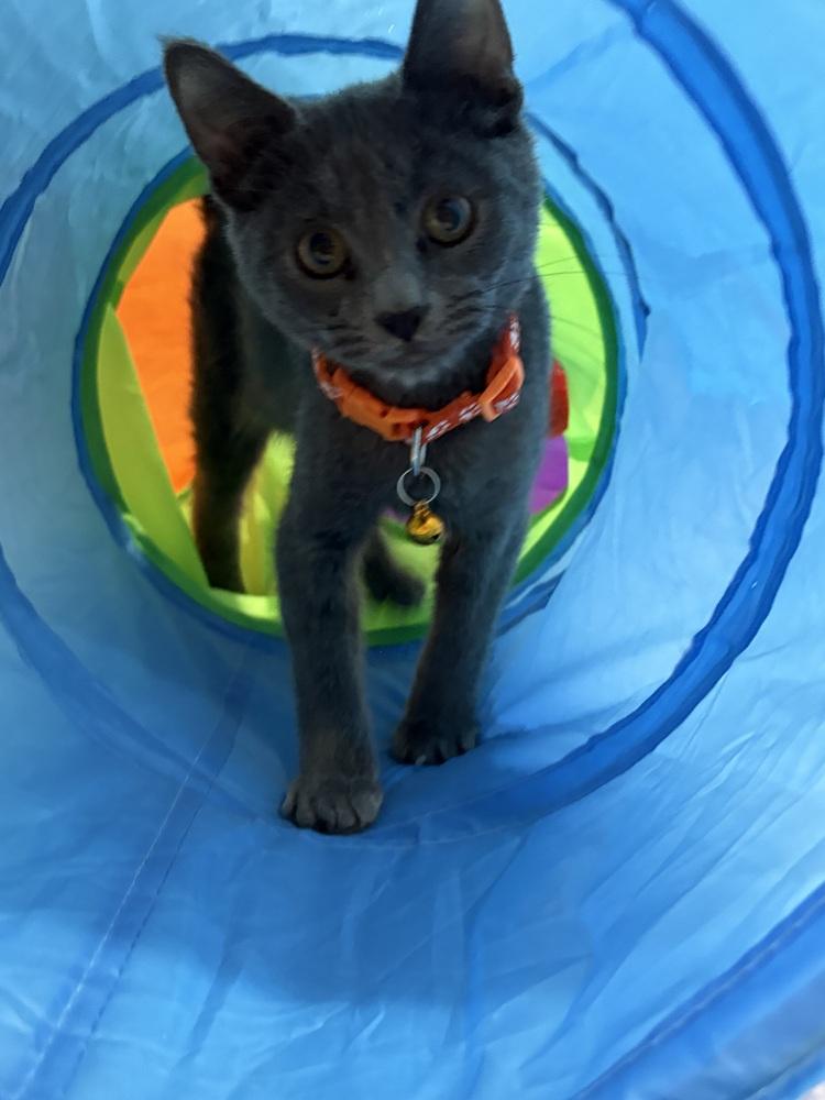 Enlarge Pop, a Adoptable Domestic Short Hair in Plymouth, MN image 4/6