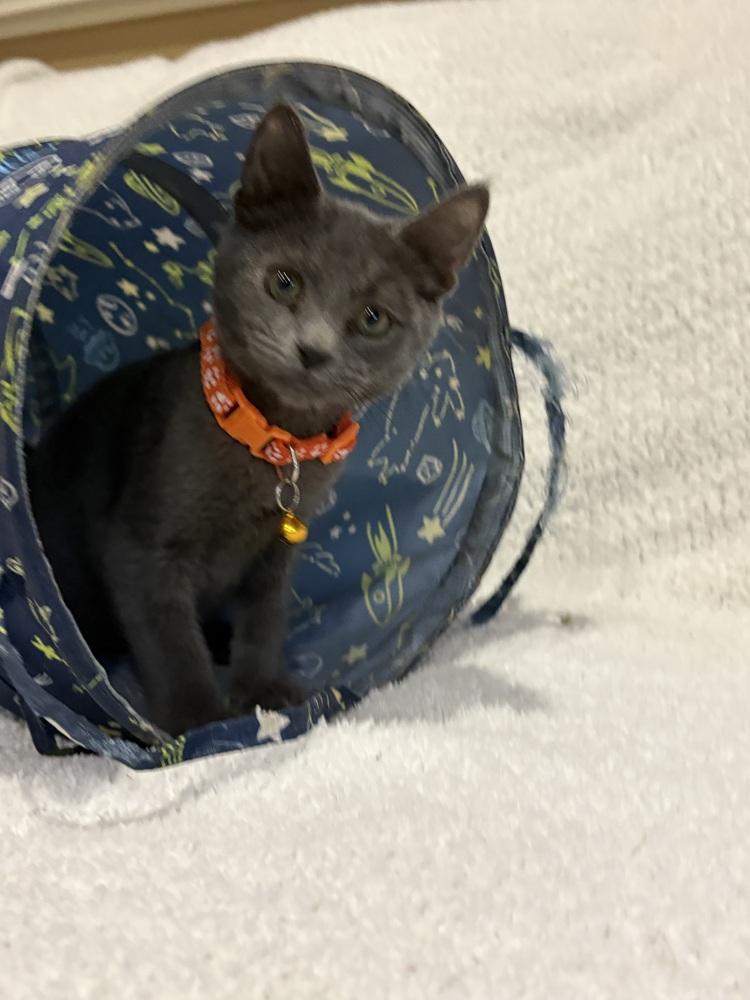 Enlarge Pop, a Adoptable Domestic Short Hair in Plymouth, MN image 5/6