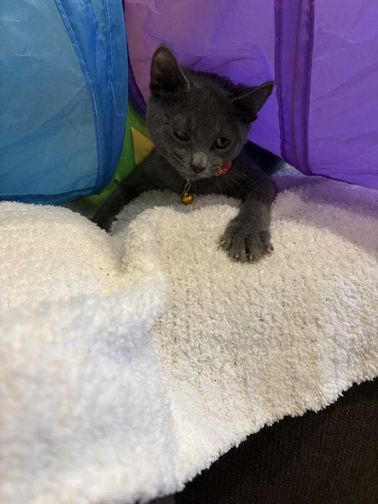 Enlarge Pop, a Adoptable Domestic Short Hair in Plymouth, MN image 6/6