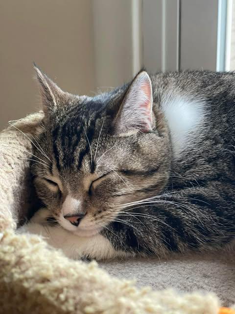 Enlarge Seymour, a ADOPTABLE Domestic Short Hair in East Lansing, MI image 3/3