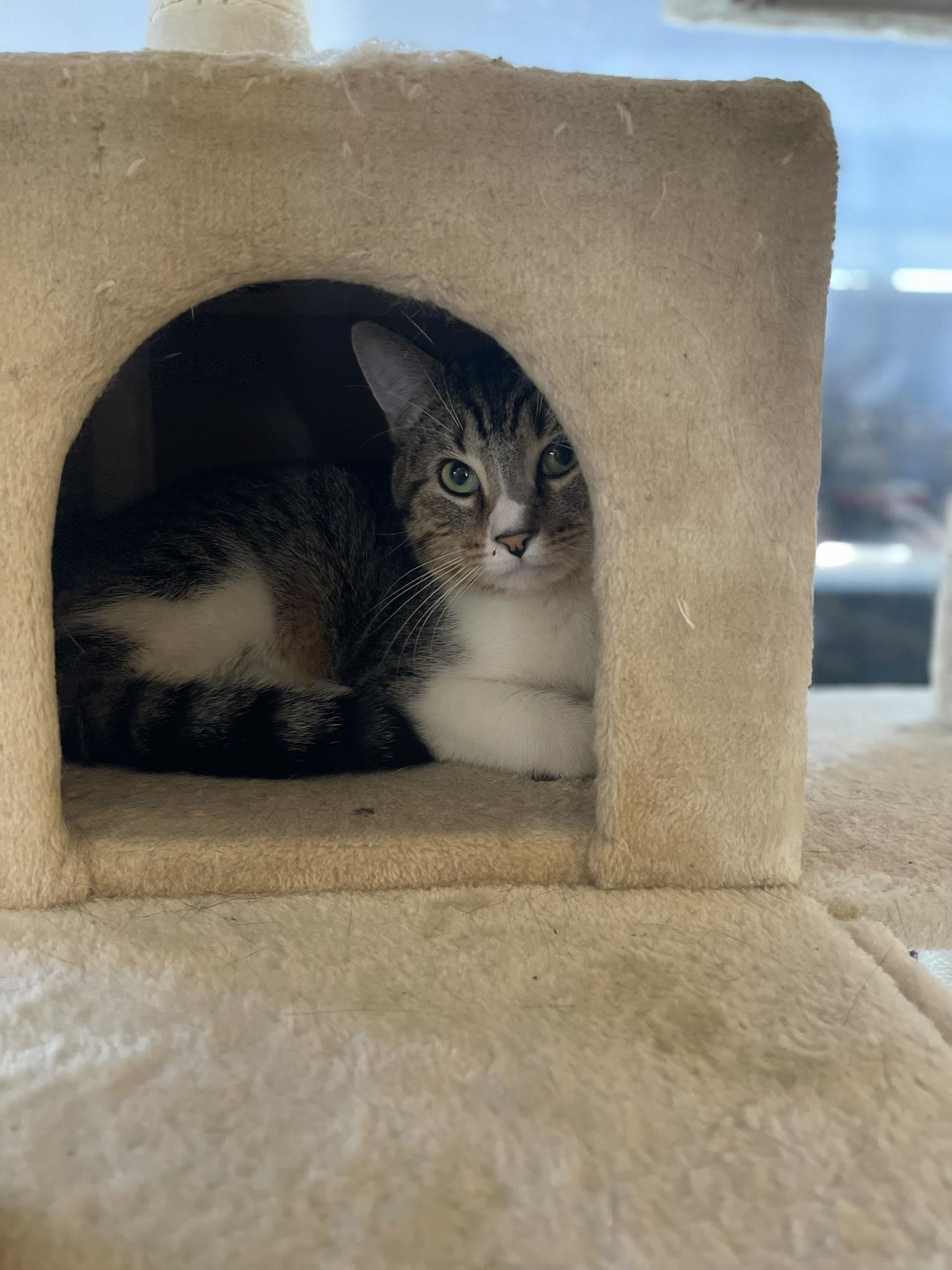 Enlarge Seymour, a ADOPTABLE Domestic Short Hair in East Lansing, MI image 2/3