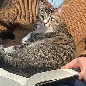 Enlarge Seymour, a ADOPTABLE Domestic Short Hair in East Lansing, MI image 1/3