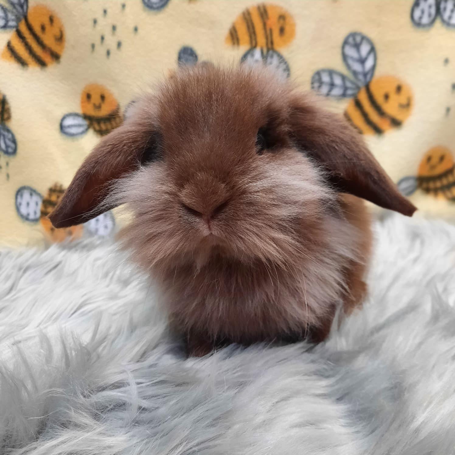 Woody, adopted, Young Male Lionhead.