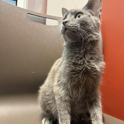 Dean, Adoptable, Young Male Domestic Short Hair & Domestic Short Hair.