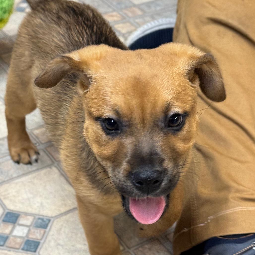 Enlarge NY Strawberry Shortcake (Foster in Patterson), a Adoptable mixed breed in Eastford, CT image 1/5