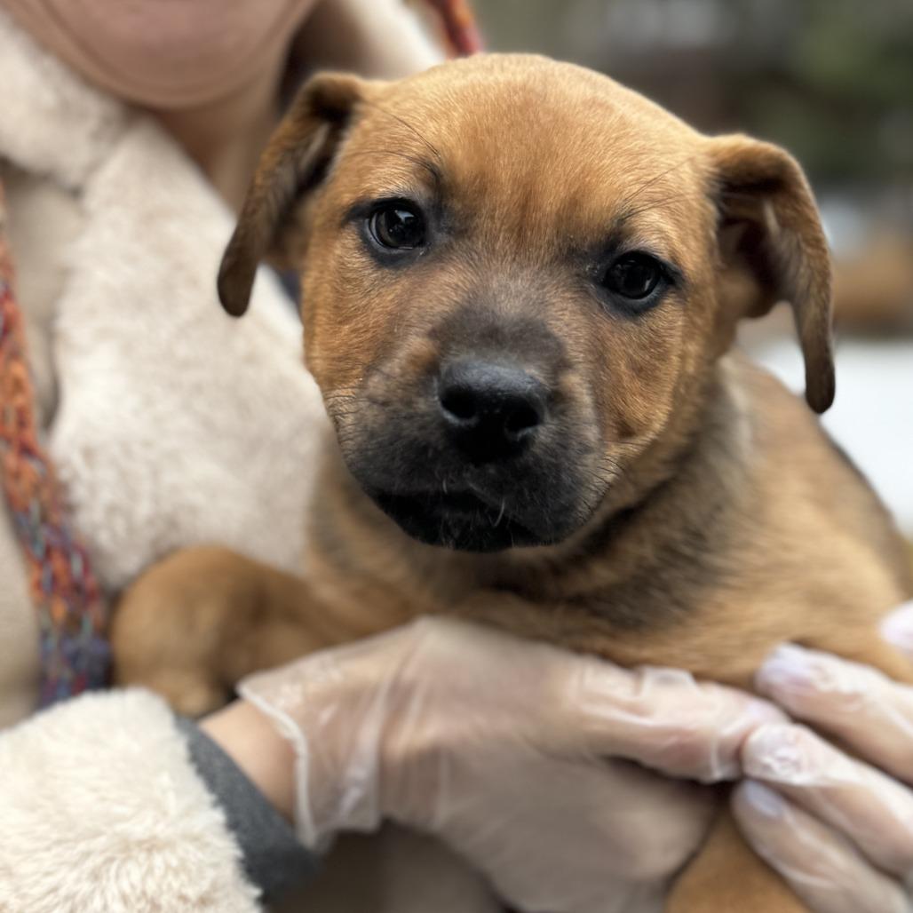 Enlarge NY Strawberry Shortcake Avail Jan 18 (Tractor Supply - Patterson), a Adoptable mixed breed in Eastford, CT image 1/2