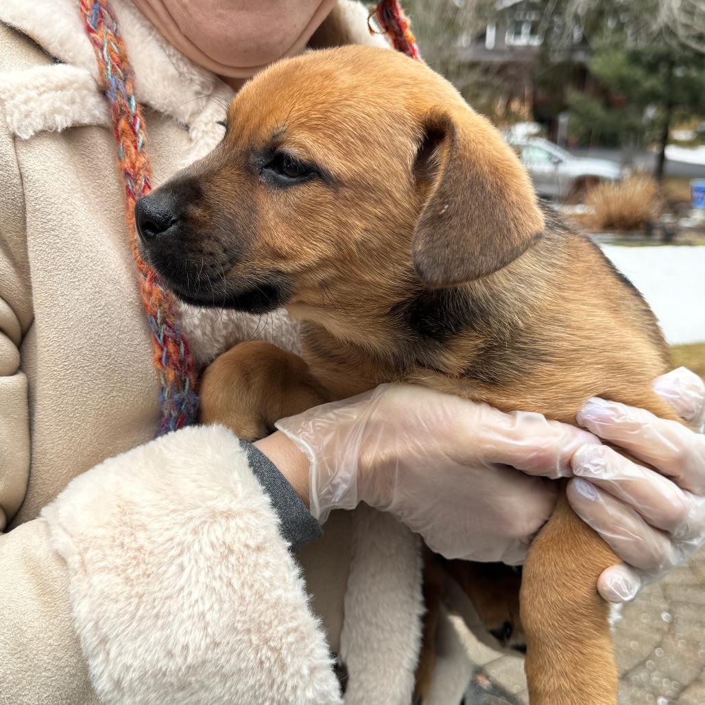 Enlarge NY Strawberry Shortcake Avail Jan 18 (Tractor Supply - Patterson), a Adoptable mixed breed in Eastford, CT image 2/2