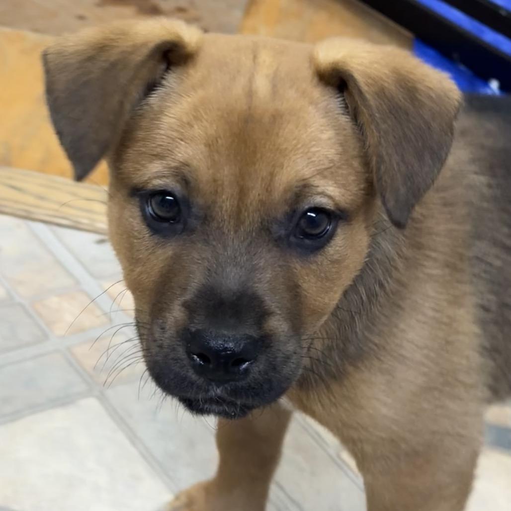 Enlarge NY Strawberry Shortcake (Foster in Patterson), a Adoptable mixed breed in Eastford, CT image 4/5