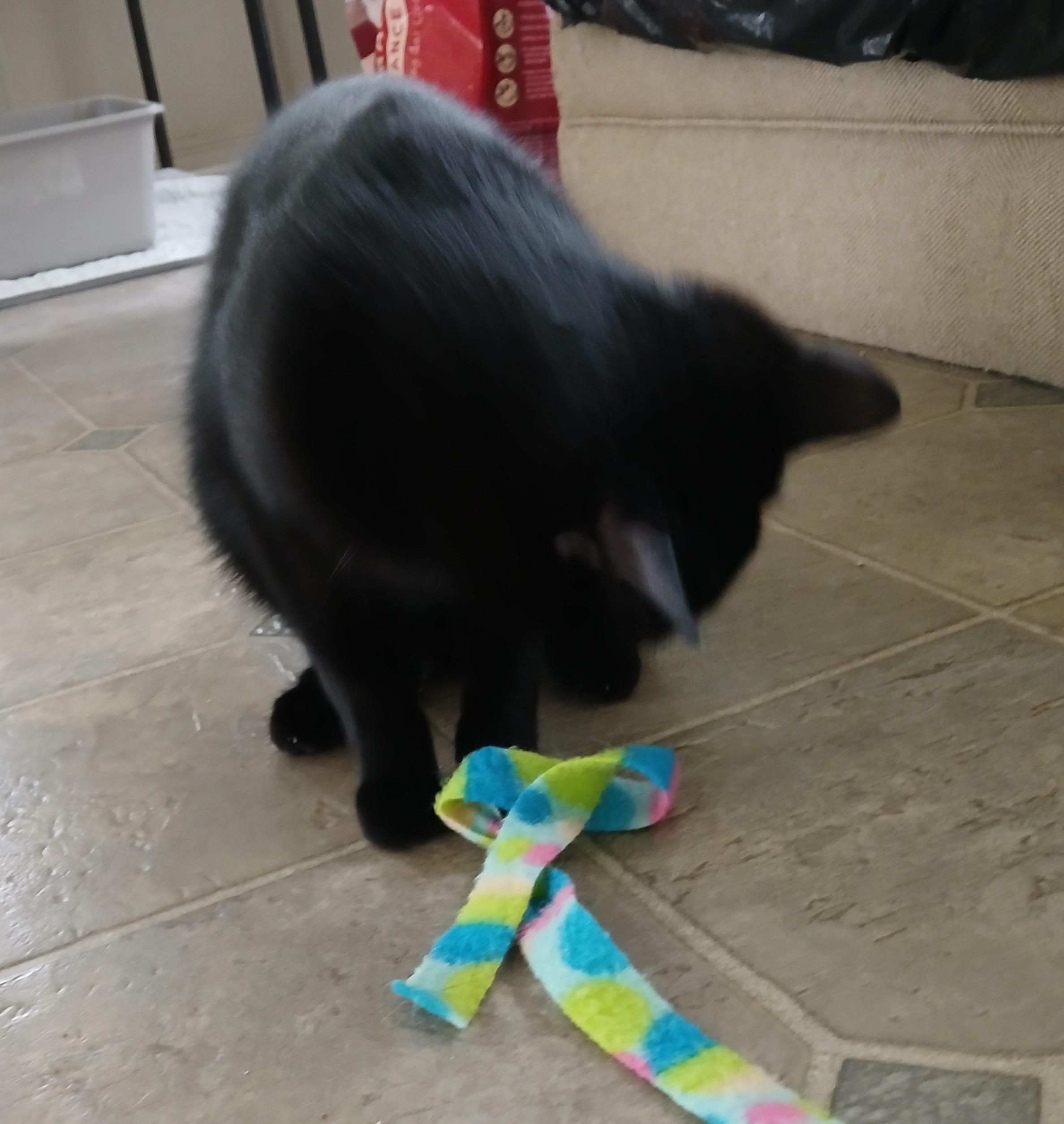 Cat for adoption - Lady Justice, a Domestic Short Hair Mix in ...