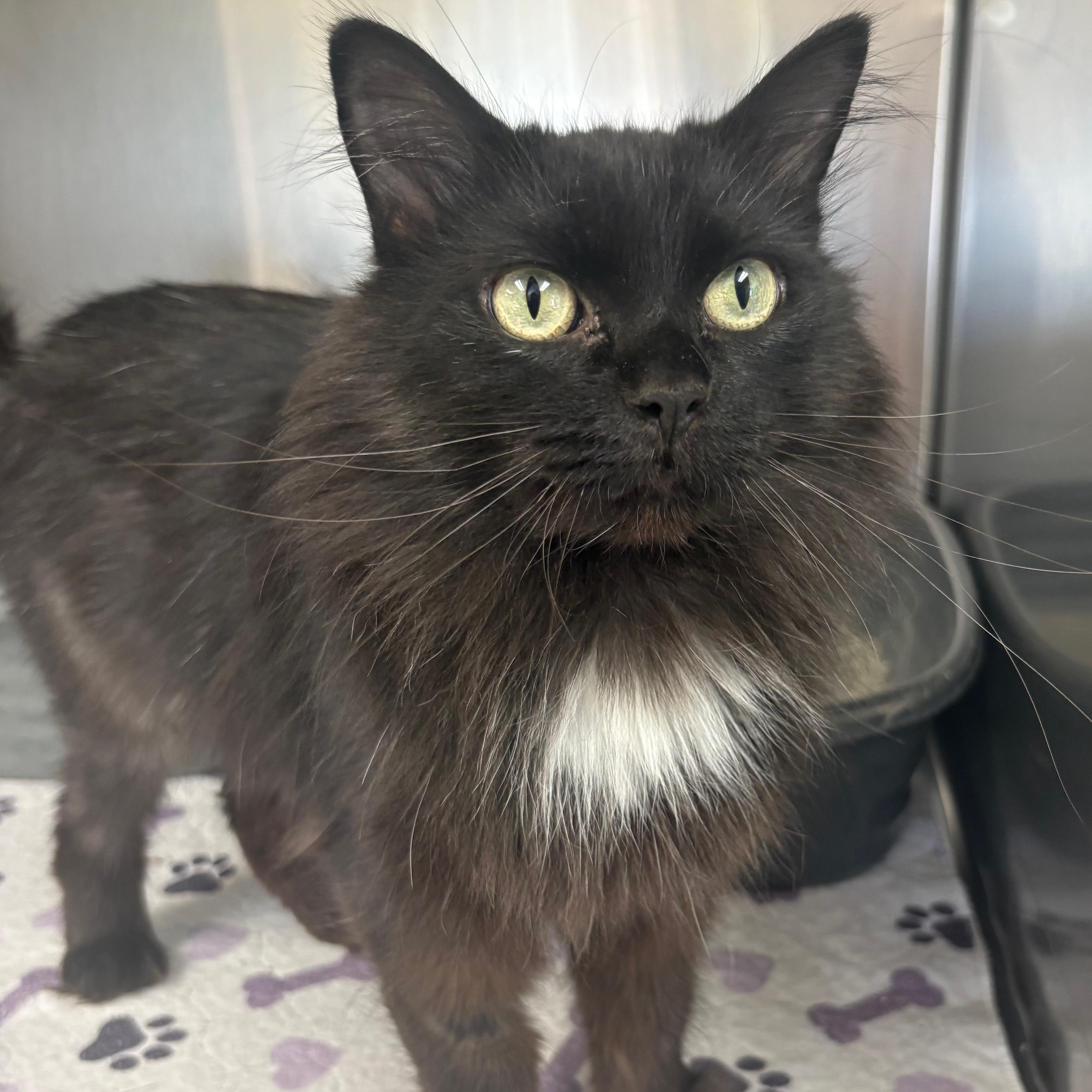 Enlarge Jasmin, a Adoptable Domestic Medium Hair in Godfrey, IL image 1/1