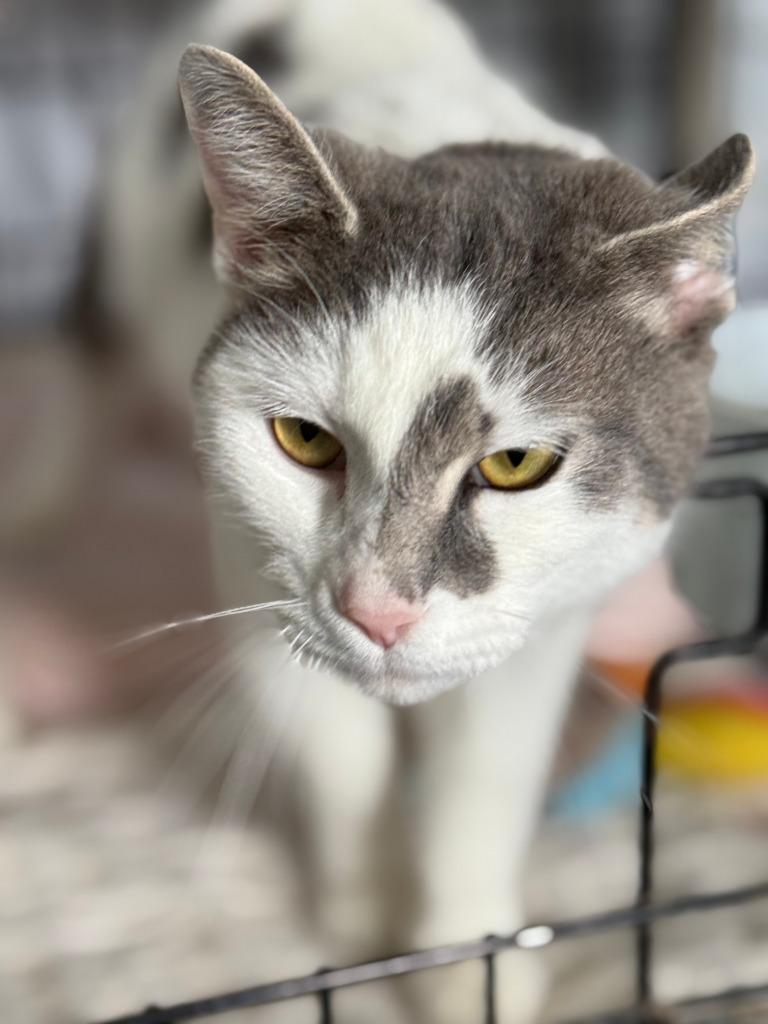 Carla, Adoptable, Young Female Domestic Short Hair.