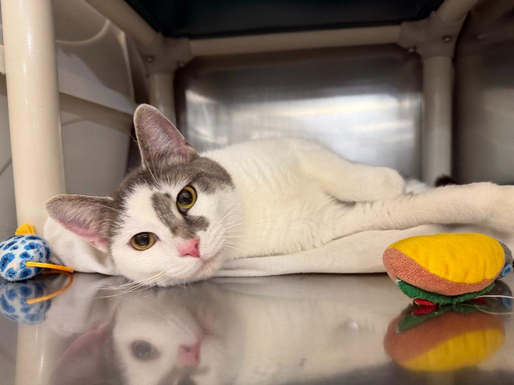 Enlarge Carla, a Adoptable mixed breed in Hartford City, IN image 2/6