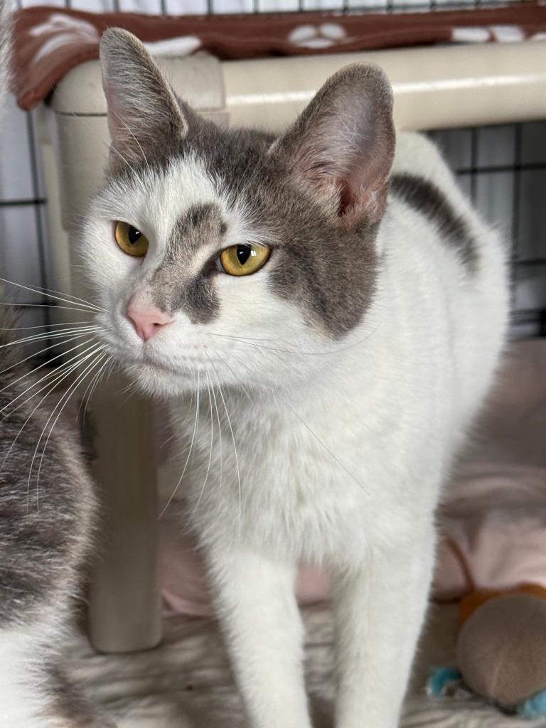 Enlarge Carla, a Adoptable mixed breed in Hartford City, IN image 3/6