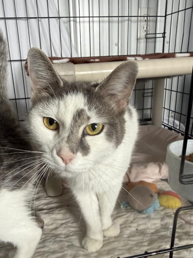 Enlarge Carla, a Adoptable mixed breed in Hartford City, IN image 4/6