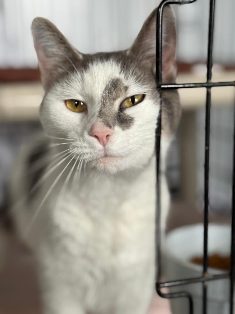 Enlarge Carla, a Adoptable mixed breed in Hartford City, IN image 5/6