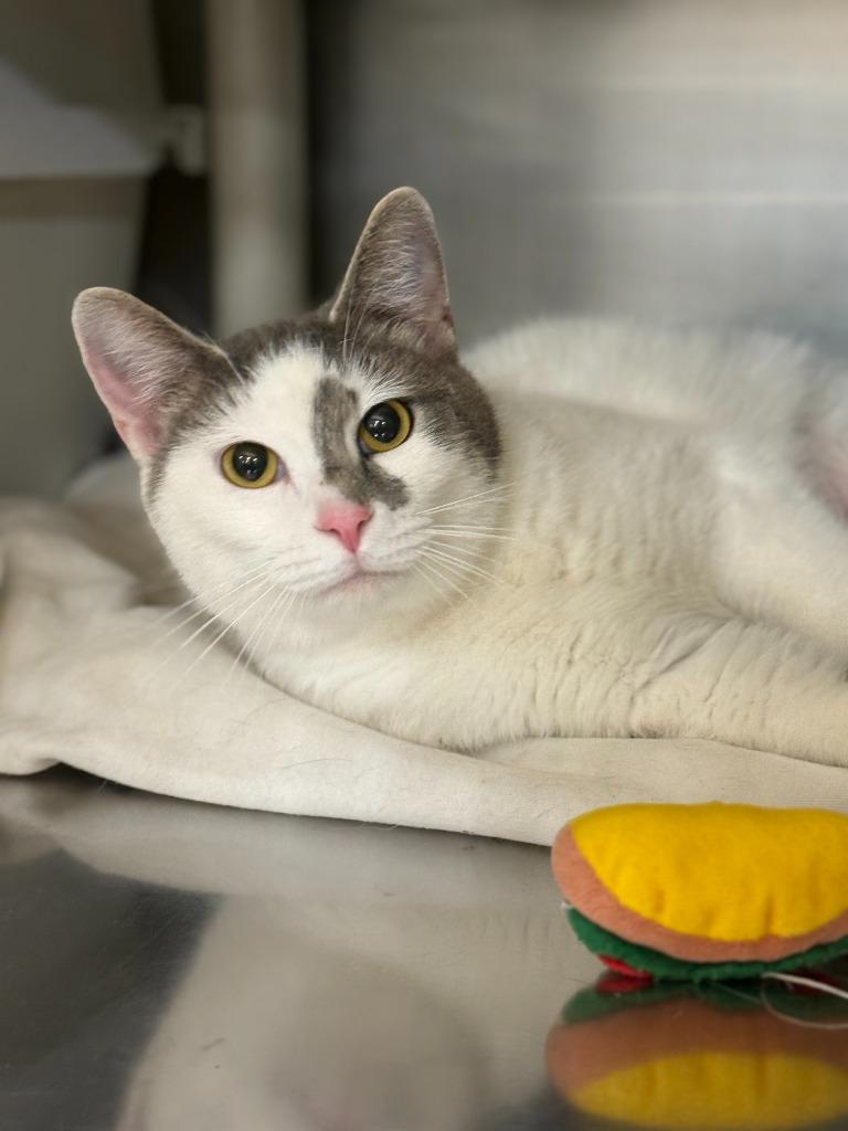 Enlarge Carla, a Adoptable mixed breed in Hartford City, IN image 6/6
